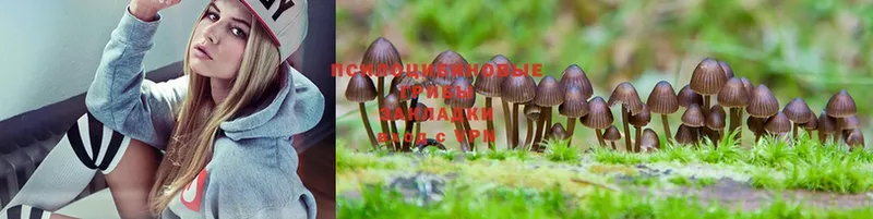 Галлюциногенные грибы MAGIC MUSHROOMS  хочу наркоту  Краснокамск 